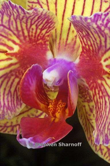 phalaenopsis 6 graphic